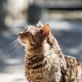 猫も『アンチエイジング』できる？試したい4つのこと