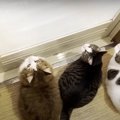 スポンジの動きにワクワク♪猫ちゃんたちのお風呂掃除応援隊