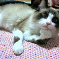 猫が片手だけ曲げて座るのはどうして？５つの気持ち