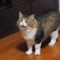 戸を開けて『部屋に入ってきた元ボス猫』→にゃ～にゃ～と鳴き始めると…