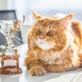 猫にまつわる『ギネス世界記録』5つ　世界にはびっくり記録を持つスゴ…