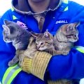 雪の中で尻尾が凍り動けない子猫たち…とっさの機転で救出成功！