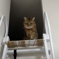毎日お出迎えをしてくれる猫に『浮気がバレた』結果…想像を超えてくる…