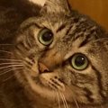 『苦手な人』が目の前に現れたら、猫は……分かりやすすぎるリアクションに…