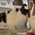 トイレ掃除を見続ける猫さんたち！トイレに入りたいのかな？