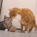 なぜ？遊びから一転、怒られちゃった猫ちゃん…