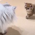 兄妹猫が初めて対面した結果……緊張するも血の繋がりを感じる光景に 『…