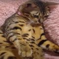 ゴロ〜ン、クネクネ♪飼い主さんに可愛くおねだりする猫ちゃん♡