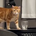 コップのそばにいた猫→見られていることを確認した『次の瞬間』…思わず叫…