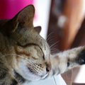 猫が寝てばかりいる3つの理由とその効果