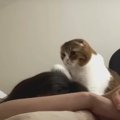 『ママ起きてニャ』寝たふりをする飼い主さんを起こす猫ちゃん！