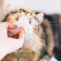 猫が撫でられると『そこそこ♡』と喜ぶ体のパーツ4選と、習得したい上…
