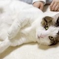 お姉ちゃんが疲れて帰宅すると、フワフワの愛猫がお腹を見せて…『思う存分…