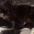 妻に『初日なのに猫が一緒に寝てくれた』と自慢した結果…まさかの展開に「…