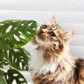 猫がいるお家にもOKな『観葉植物』6選！トラブルを防ぐための対策方法も