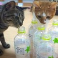 猫ちゃんがペットボトルを気に入った瞬間を目撃！