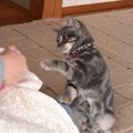 邪魔する子猫ちゃん、甘えてるだけ？