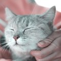 猫の『長生き』のために5つの今からできる事