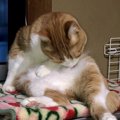 なんで？猫の身体が匂わない理由５つ