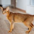 猫の『ティッキング』を知っていますか？美しい被毛の特徴と代表的な…