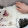 猫に『触れるべきではない』タイミング3つ　嫌がっているサインや気分…