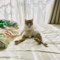 猫の『５つの座り方』でわかる病気や気持ち