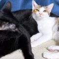 子猫たちのお世話をしたい黒猫→子猫が近づいてくると…『尊すぎる光景』に…