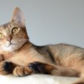 『飼うのが難しい』といわれている猫種5選　それぞれの性格から飼い主に必…
