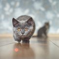 猫と「レーザーポインター」で遊ぶ時に気をつけたい4つのこと　使い方…