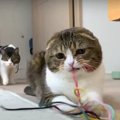 『これで遊ぼう！』とってもわかりやすくアピールする猫さん