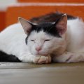 死期を悟った猫がする行動５つ