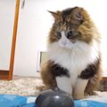 突然動きが止まるオモチャを心配する猫ちゃん