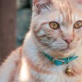 猫の首輪に『鈴をつける』メリット・デメリット4選　音は気になるの？…