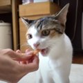 夢中でカミカミ♡おやつが気に入りすぎて掴んで離さない猫ちゃん