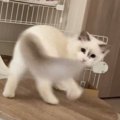 小さなテーブルの上で『自分のしっぽを全力で追いかけていた猫』が次…