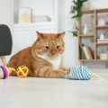 『あまり運動したがらない猫』を遊びに誘うときの秘策3選　動きたがら…