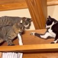猫たちがキャットウォークの両側から歩いていって…鉢合わせした結果→微笑…
