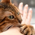 猫が『八つ当たり』しているときの行動5選　理不尽に見えるけど、猫な…