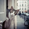 猫がいる部屋の絶対NGな換気の仕方3つ　気を付けないとどうなるの？