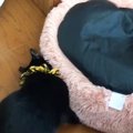 ベッドが裏返しになっていることに『気付いた黒猫』が、次の瞬間…あま…