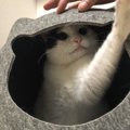 猫は日本にいつ頃来たの？日本における猫の歴史を徹底解説