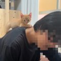 赤ちゃん猫が突然鳴いたかと思ったら…まさかすぎる『衝撃の鳴き声』に…