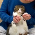 ブルブル震えちゃう！爪切りが怖い猫くん