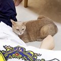 普段はクールな猫が、一緒に育ってきた『大好きな息子』のそばだと…まるで…