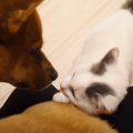 『好奇心旺盛』な保護猫たちが先住犬と初対面した結果…激しい絡みで&q…