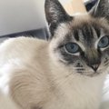 保護した当初は『体が白かった猫』→５年が経過すると……「変身しすぎｗ…