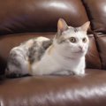 イケメンにゃんこに夢中？猫ちゃんが真剣に観ているものは…