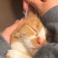 ネコに『痛かったら左手挙げてくださーい』と伝えた結果…耳掃除中の『まさ…