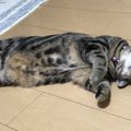 愛猫はどの寝方？猫のおもしろ寝相10選