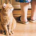 猫のキッチンマットおすすめ4選